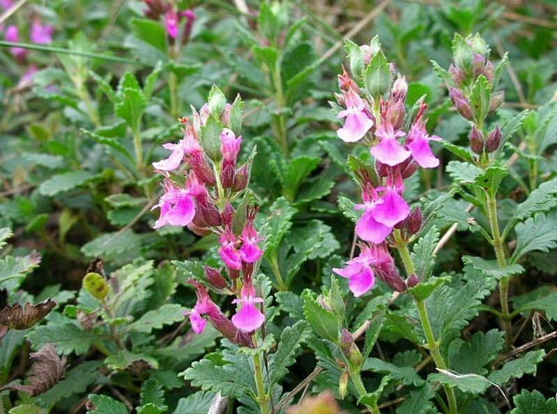 Teucrium chamaedrys / Camedrio comune, Querciola